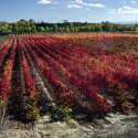 Atlas del Cultivo Tradicional del Viñedo